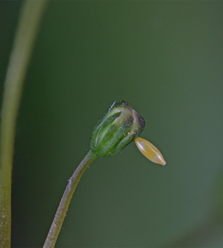 Dainty Sulphur egg